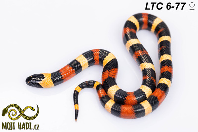 hadi na prodej, mládě, lampropeltis triangulum campbelli, korálovka sedlatá , Apricot, Pueblan Milksnake, český chov hadů, odchov hadů, mojihadi.cz,